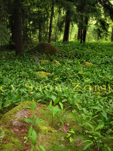 muikunvuori8 (164K)
