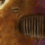 dd_shrooms (1K)